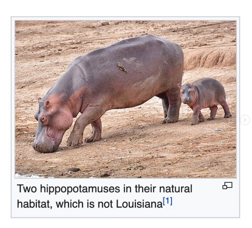 wiki - hippo louisiana